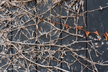 The remains of the ivy clinging to the wall of the door.