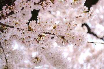 満開の桜の花