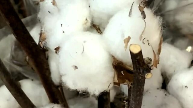 A close up of ripe cotton bolls on branches that is ready to harvest. HD