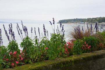 Flowers at the waterfront on a cloudy day in Qualicum Beach