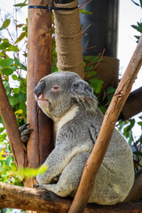 close up sloth has a rest on the branch