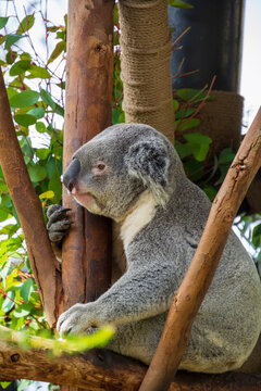 Close Up Sloth Has A Rest On The Branch