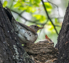 Thrush fieldfare, Turdus pilaris, in a nest with chicks