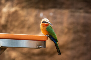 close up wild bird with all details with background blurred
