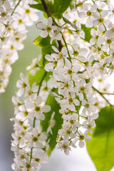 White flowers blooming bird cherry. Close-up of a Flowering Prunus padus Tree with White Little Blossoms