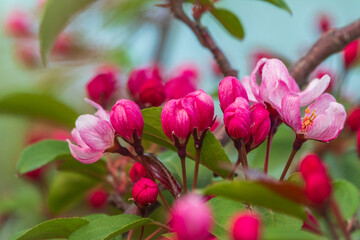 Fresh pink flowers of a blossoming apple tree with blured background