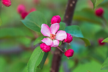 Fresh pink flowers of a blossoming apple tree with blured background