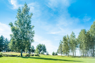 The beautiful landscape of birch trees on the meadow. Good summer day.