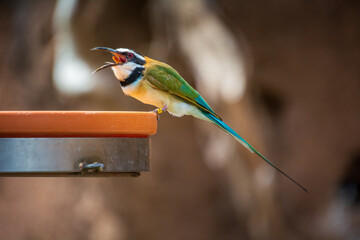 close up wild bird with all details with background blurred