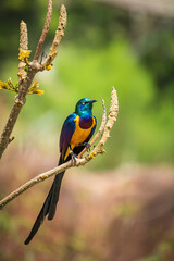 close up wild bird with all details with background blurred