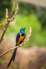 close up wild bird with all details with background blurred