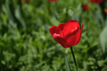 red tulips in the garden