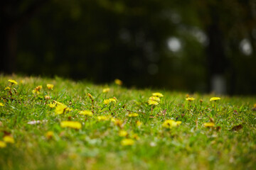 春の公園の芝生に咲いているタンポポの花の風景