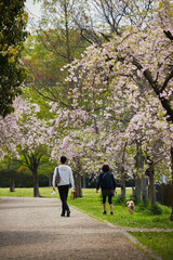 春の桜満開の公園で犬を連れて散歩している若い男女のカップルの姿