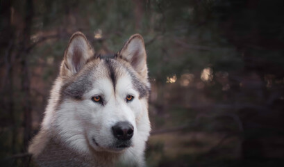 Concentrated look in the eyes of Alaskan Malamute girl. Purebred dog in the forest. Professional pet photography. Selective focus on the eyes, blurred background.
