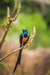 close up wild bird with all details with background blurred