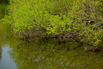 春の新緑の森と川の水面の風景