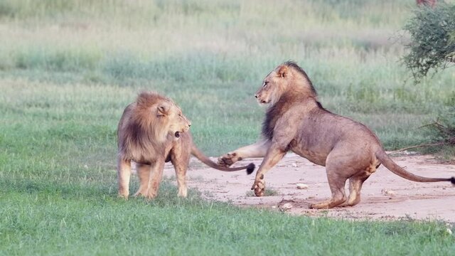 Amazing slow motion of two black-maned lion brothers play fighting in the green Kgalagadi Transfrontier Park. 