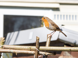 Robin sitting on Runner Bean support foraging for insects in the garden