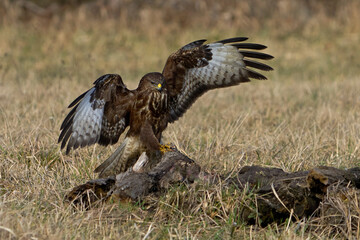 Common buzzard (Buteo buteo)