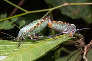 green assassin bug mating in nature