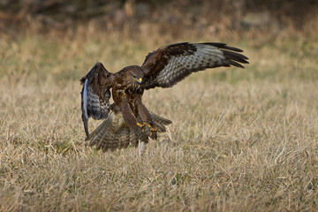 Common buzzard (Buteo buteo)