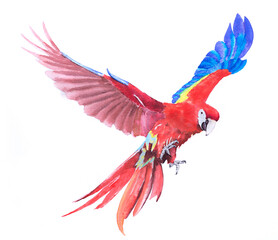 Beautiful Bird parrot Macaw scarlet hand paint watercolor on paper with white background