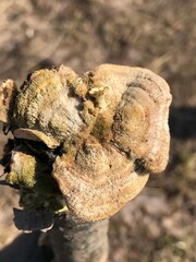 nature, tree, food, wood, brown, autumn, macro, mushrooms, mushroom, shell, forest, plant, natural, bark, texture