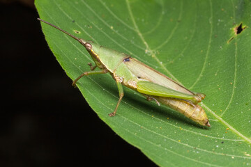 Fototapeta premium green katydid standing on green leaf