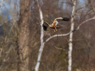 Western marsh harrier (Circus aeruginosus)