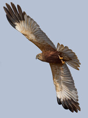 Western marsh harrier (Circus aeruginosus)