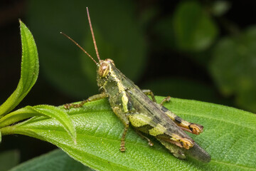 green grasshopper in nature