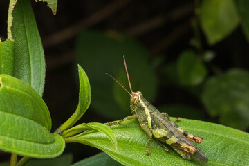 green grasshopper in nature