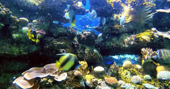 Tropical fish and colorful coral reef underwater shot. Red sea coral reef underwater nature wild life. High quality 4k footage