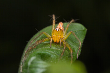 beautiful lynx spider in nature