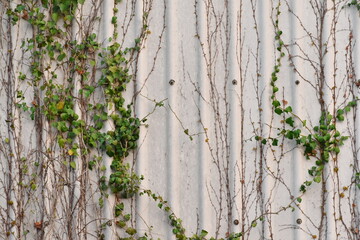 ツタが付いた灰色の鉄の壁