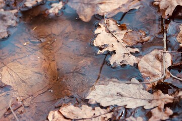 Leaves in a puddle in a spring park