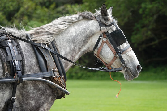 A harnessed horse is shown outfitted with blinders or blinkers over its eyes.