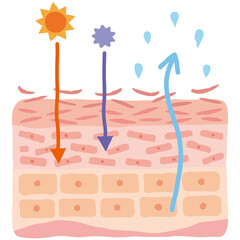 乾燥肌　紫外線　肌図　美容