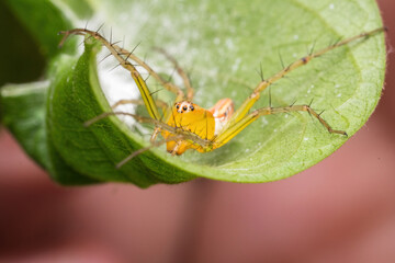 beautiful lynx spider in nature