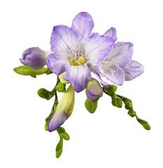 Purple freesia flower and buds isolated on white