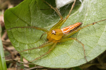 beautiful lynx spider in nature