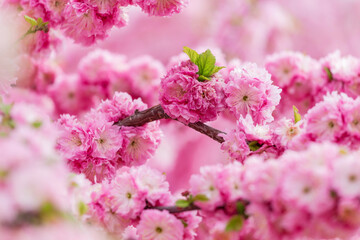 Double plum elm in spring bloom