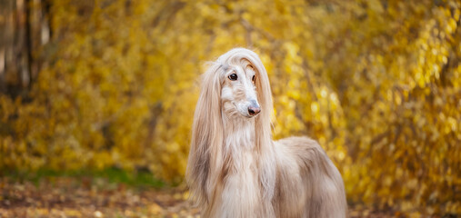 Naklejka na ściany i meble Dog, gorgeous Afghan hound, portrait, against the background of the autumn forest, space for text