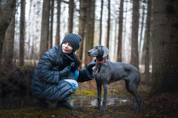  Girl owner training beautiful dog blue Weimaraner breed  outdoors, dog listens to the command and looks into the distance