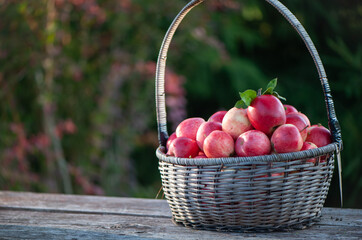 Juicy red apples in a basket on the table  on a beautiful natural garden background. Space for text. Apple harvest theme