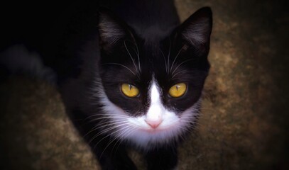 Obraz premium Black cat portrait
