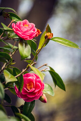Japanese flowers at Nijo Castle in Kyoto, Japan