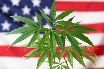 flag america cannabis plant