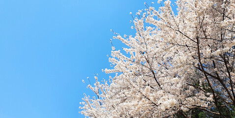 벚꽃 나무 cherry blossoms